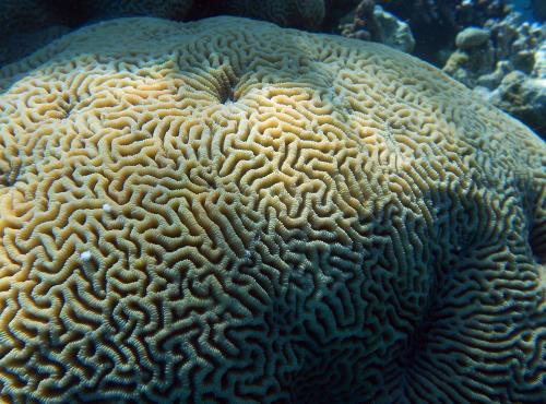 brain coral modal