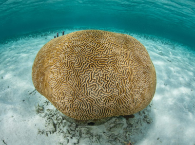 brain coral