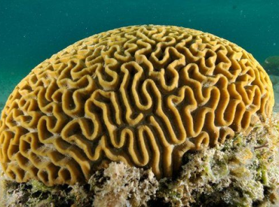 brain coral