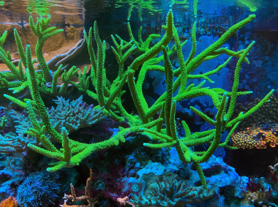 branch coral