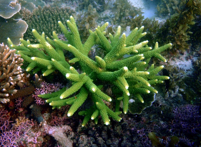 branch coral