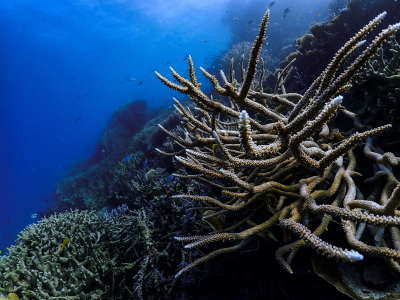 staghorn coral