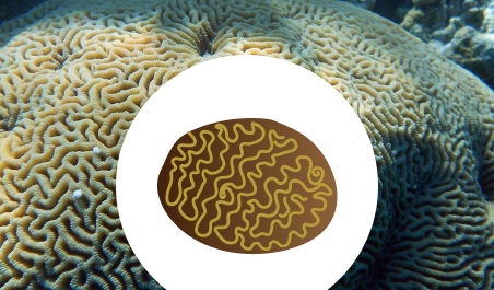 card brain coral