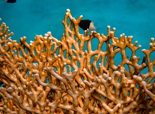 staghorn coral