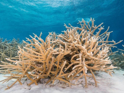 staghorn coral